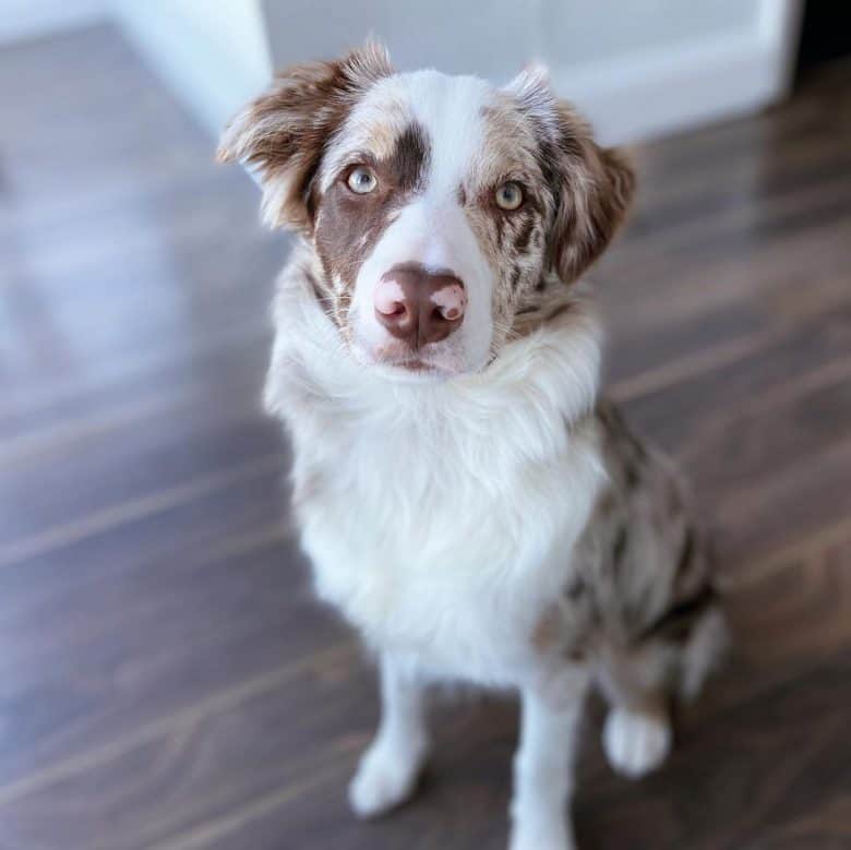 A six-month-old Border Collie puppy