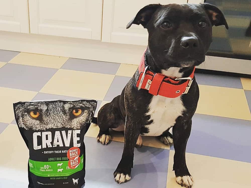 Staffordshire Bull Terrier with a pack of Crave dog food