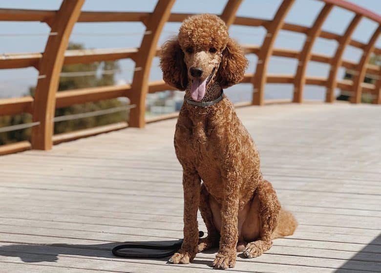 Standard Poodle dog sitting on the bridge