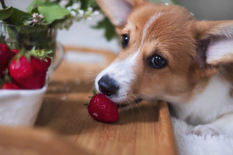 A Corgi eating a strawberry