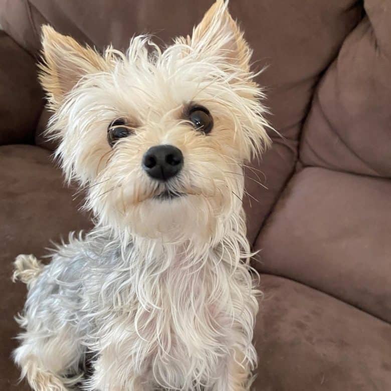 A Teacup Morkie sitting on a couch