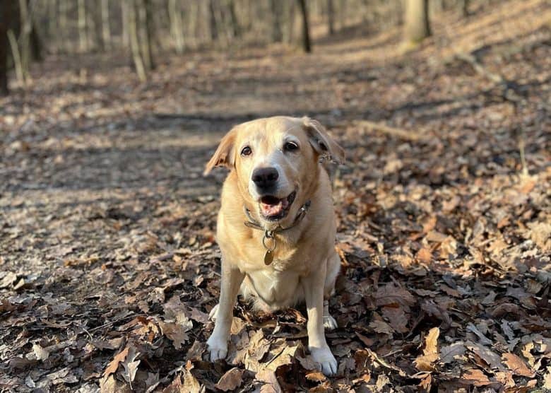 The original Mini Labrador dog at the forest