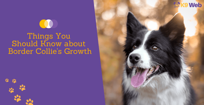 Things to know about Border Collie's growth