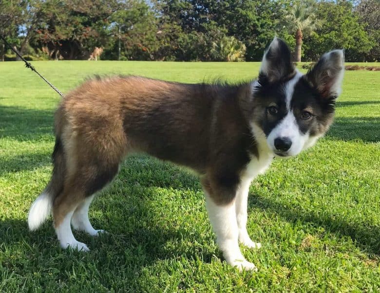 A three-month-old Border Collie puppy