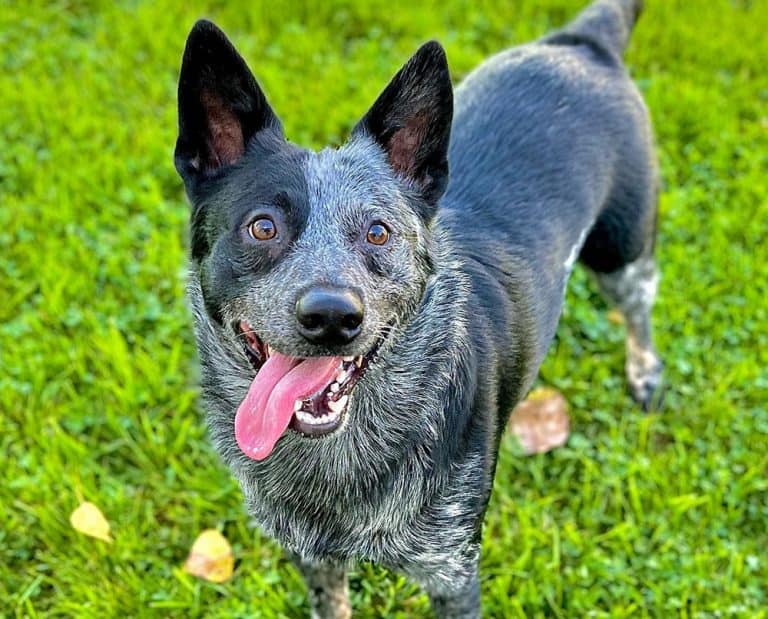 10 Best Dog Foods for Blue Heelers 2023 (Premium & Budget) K9 