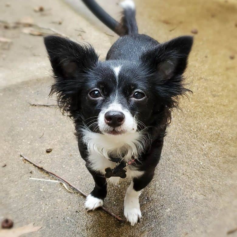 A Border Collie Chihuahua mix dog