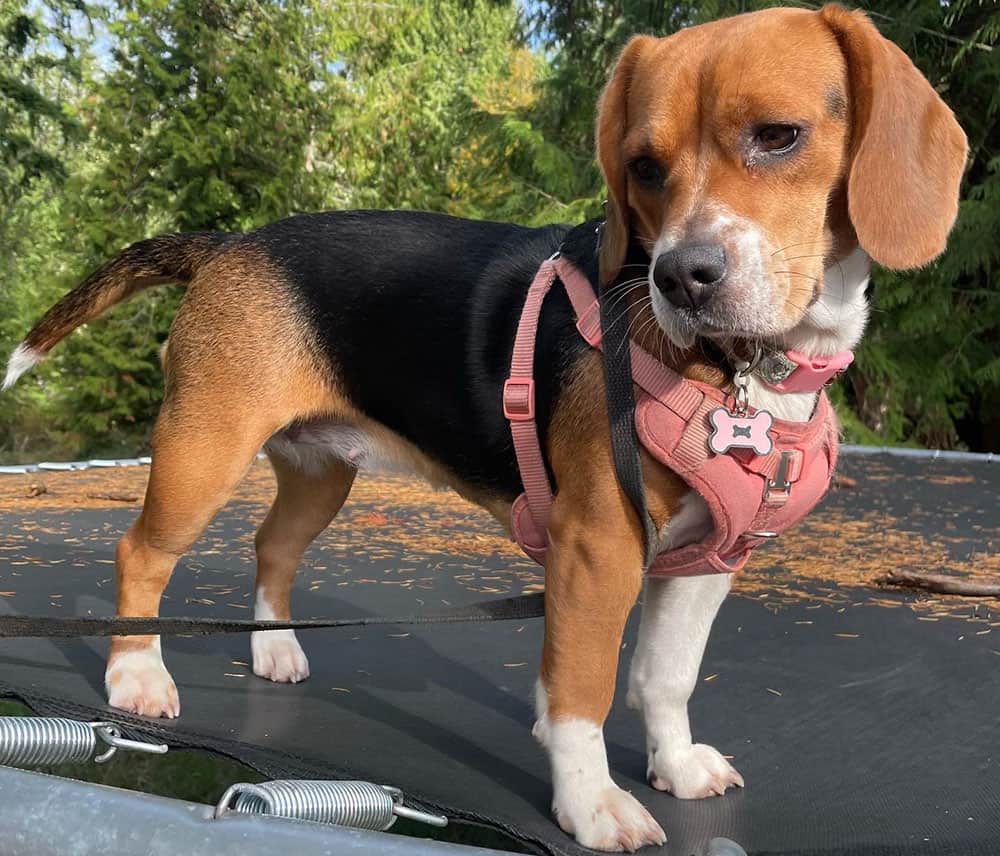 Beagle Growth and Weight Chart (Male & Female) K9 