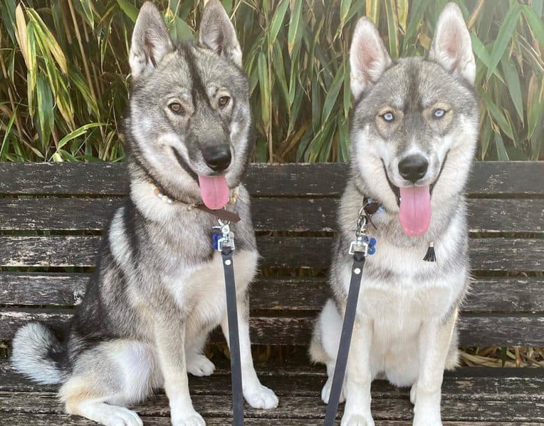 Two Agouti Husky dog in the wooden bench