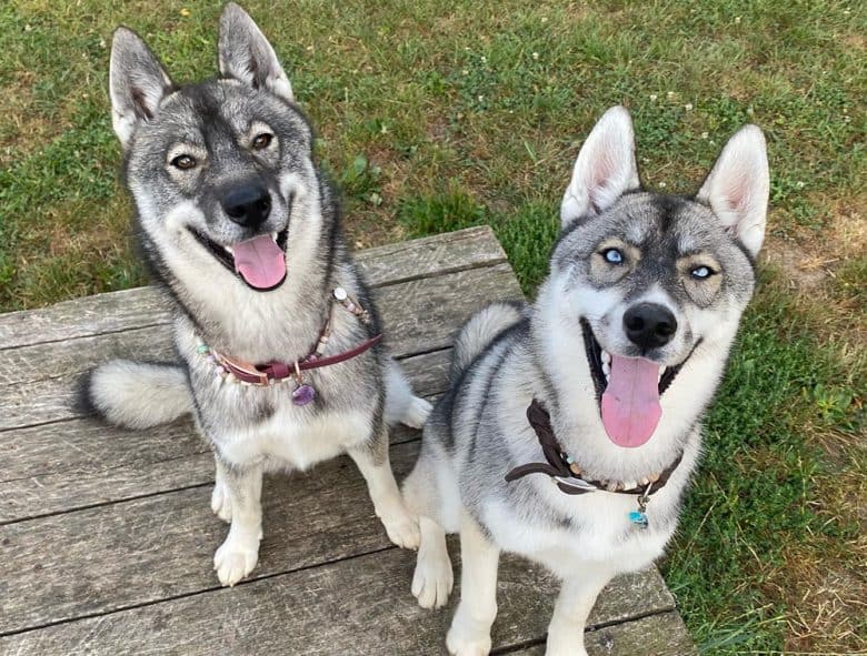 Two Agouti Husky dogs looking up