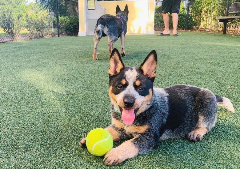 Two Australian Cattle dogs playing