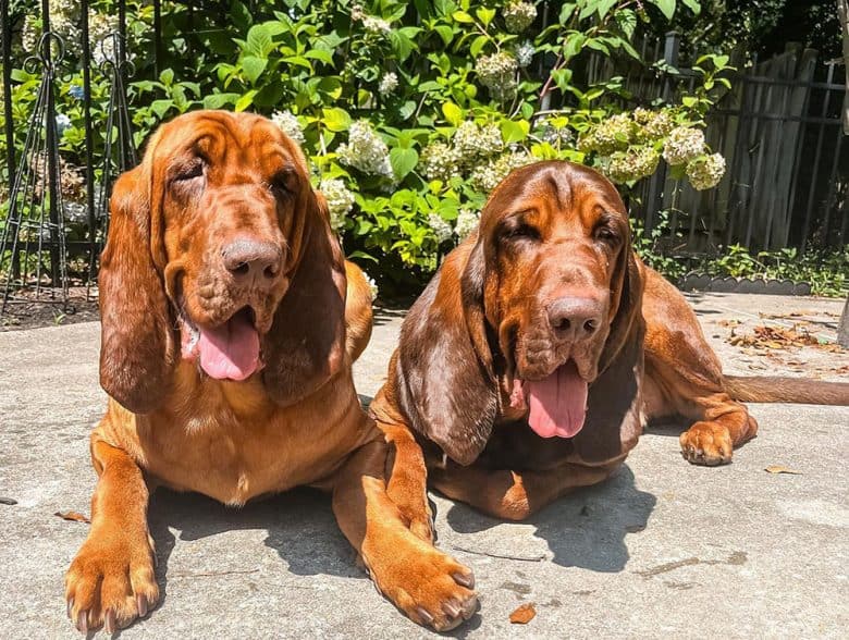 Two Bloodhound dogs laying under the sun