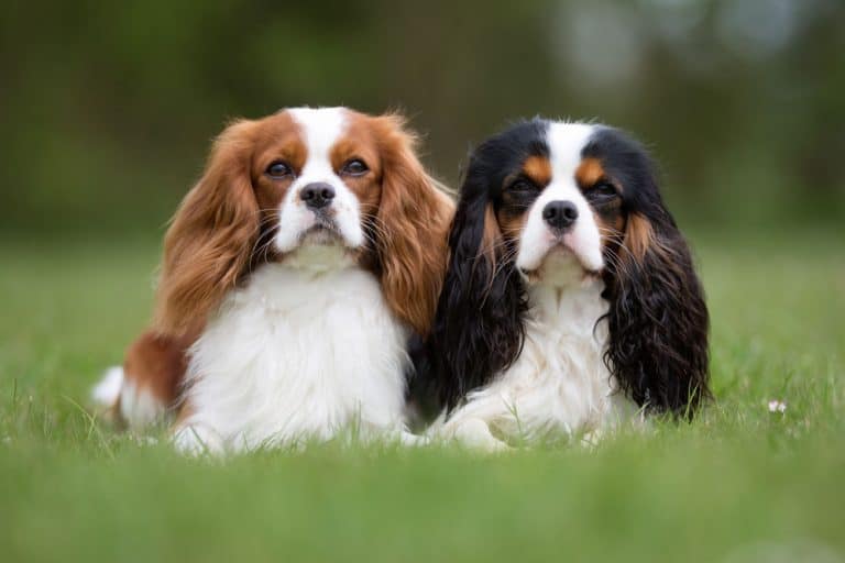 Cavalier King Charles Spaniel Price How Much Does this Royal Dog Cost? K9 