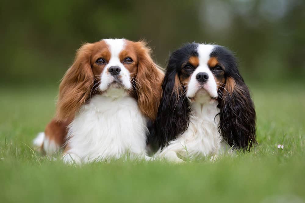 Two Cavalier King Charles Spaniel dogs laying outdoors