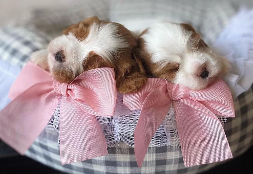 Two cute Cavalier puppies