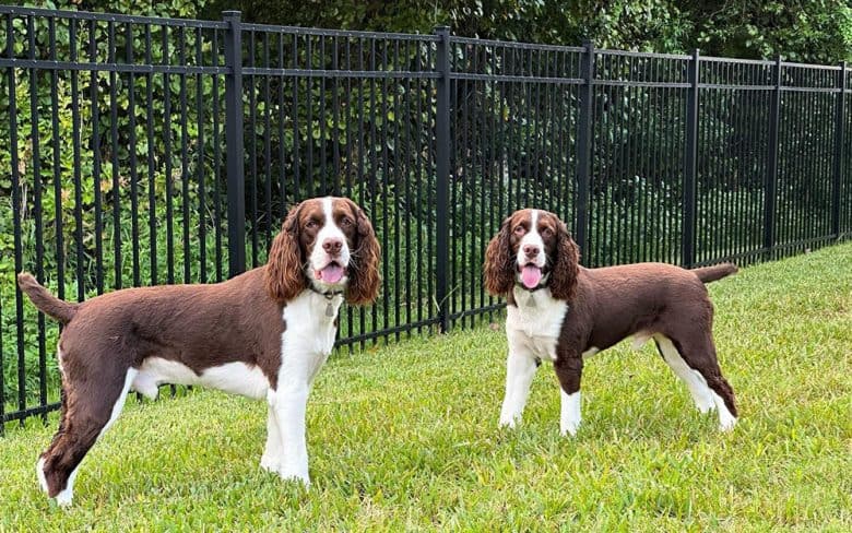 Two English Springer Spaniel dogs standing on the grass