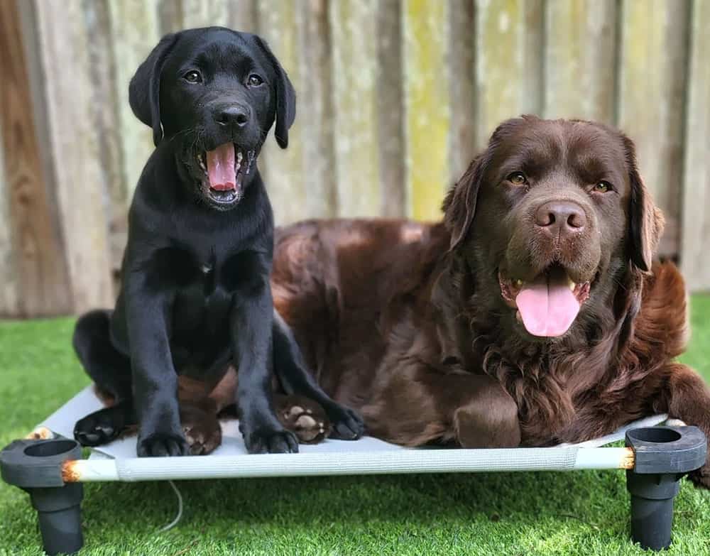 Two Labrador Retrievers bonding together