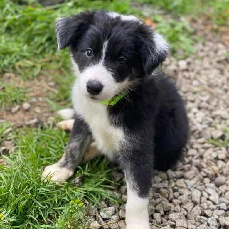 A two-month-old Border Collie puppy