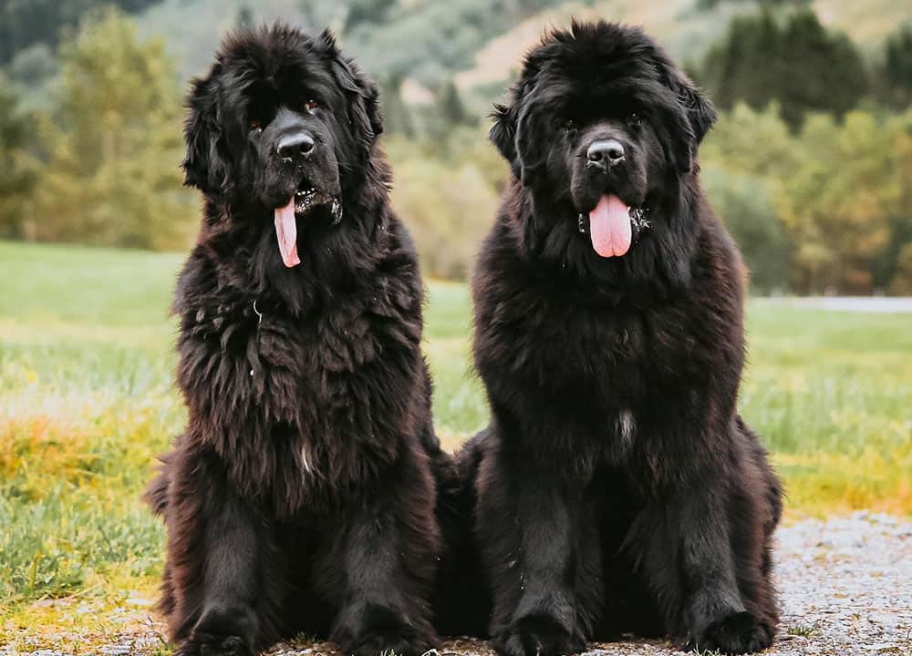 Two Newfoundland dogs with tongue's sticking out