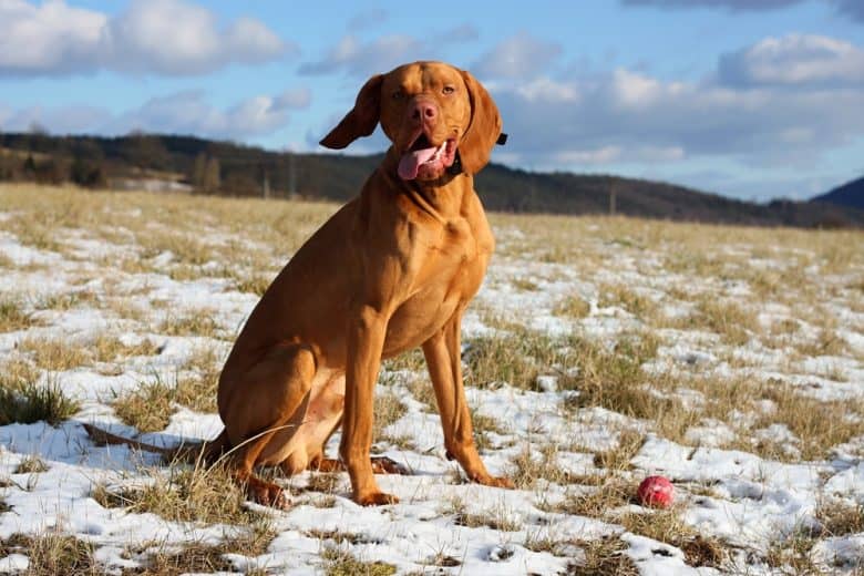 A Hungarian Vizsla dog in winter