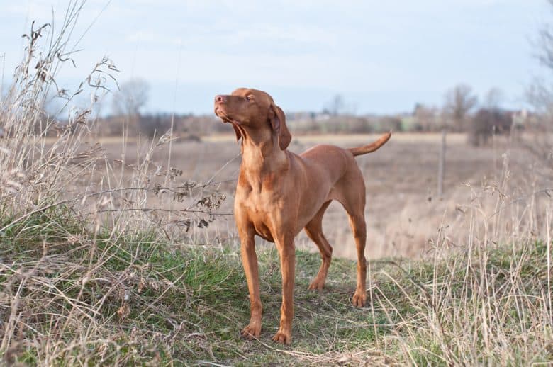 A Vizsla dog in a field