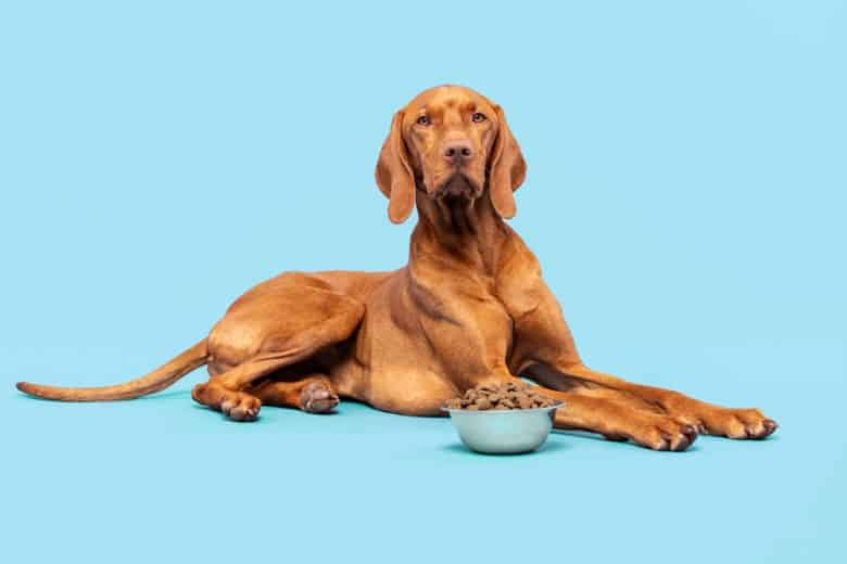 A Vizsla with a dog food bowl