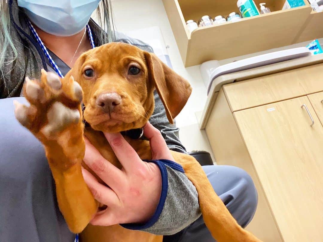Vizsla Price How Much Does a Vizsla Puppy Cost? K9 