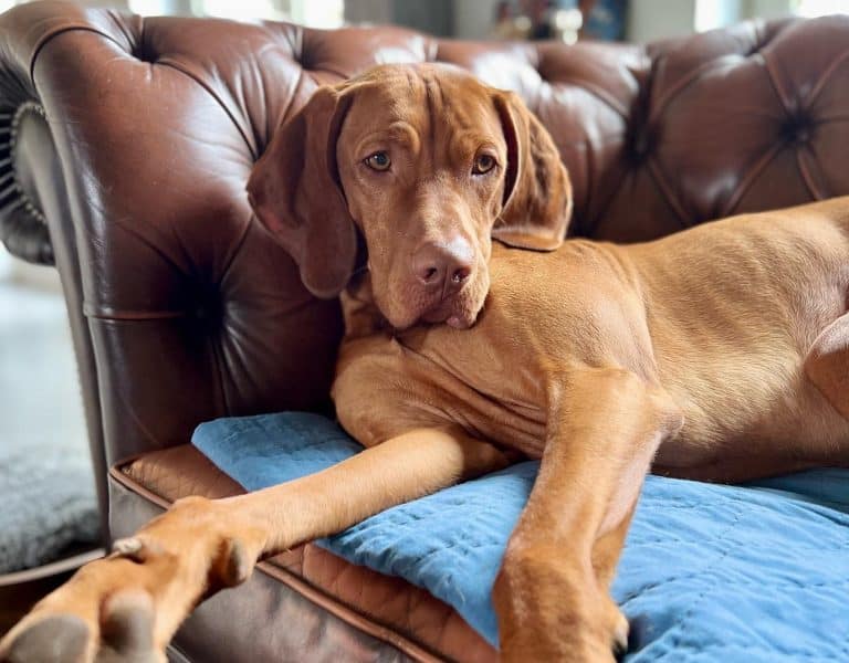 Vizsla Price How Much Does a Vizsla Puppy Cost? K9 