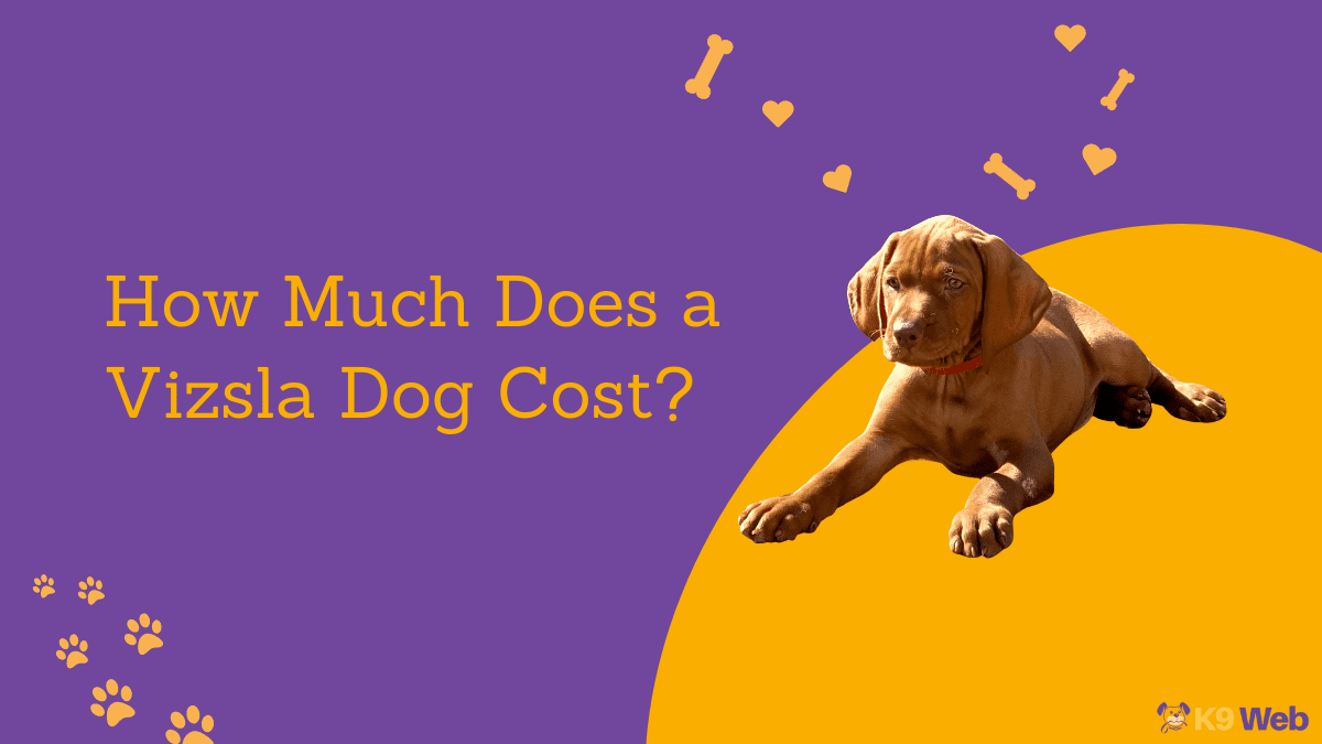 Vizsla Dog Price Guide