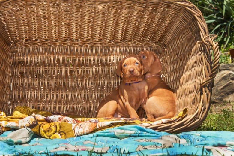 Two Vizsla puppies in a basket