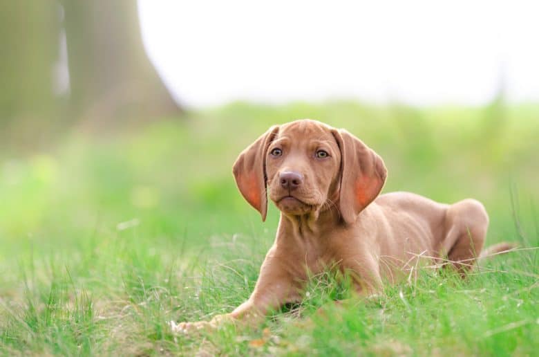 A ten-week-old Vizsla puppy in the forest