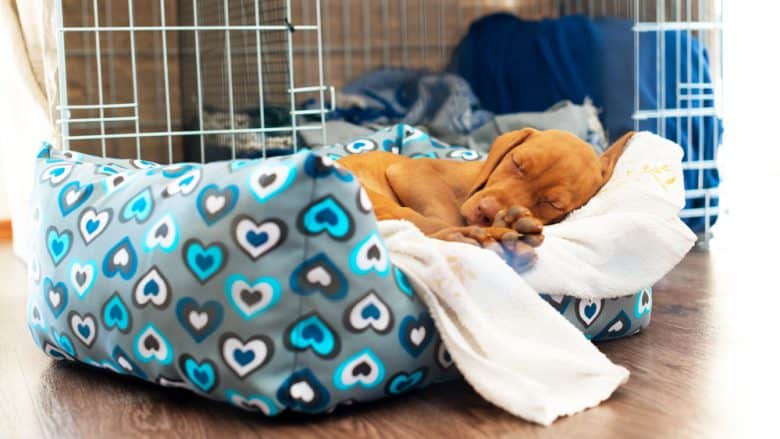 A 2-month-old Vizsla puppy sleeping in a dog bed