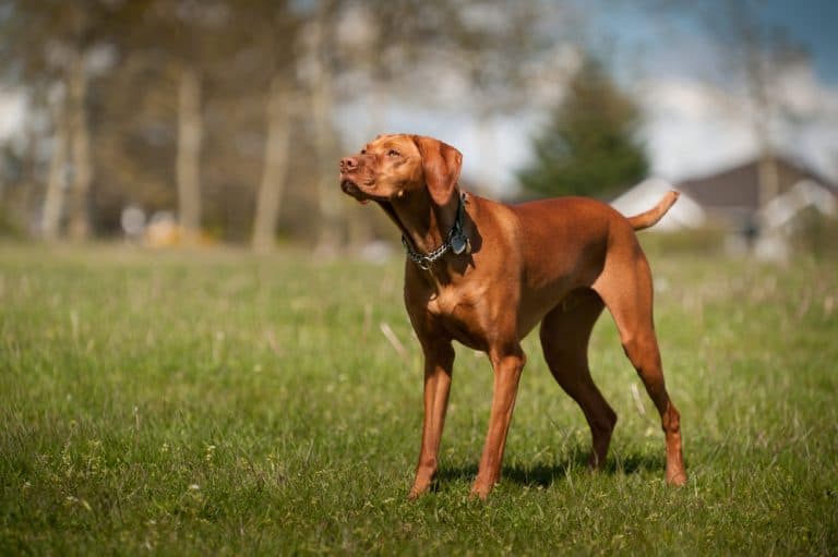 Vizsla Dog Price Is It Expensive