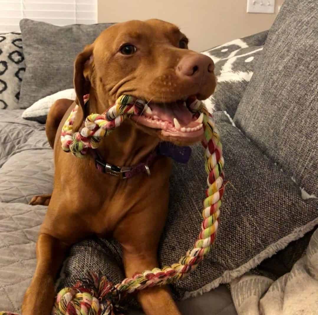 Vizsla Price How Much Does a Vizsla Puppy Cost? K9 