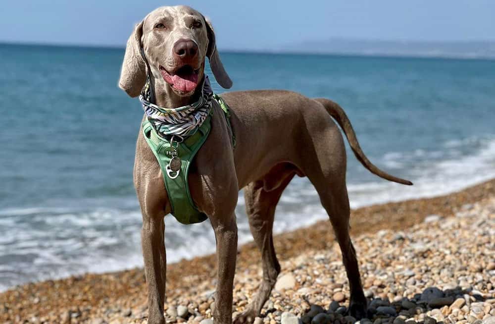 A Weimaraner dog at the beach