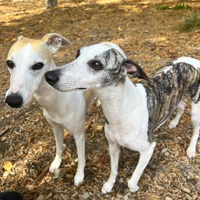 Are Whippets Intelligent