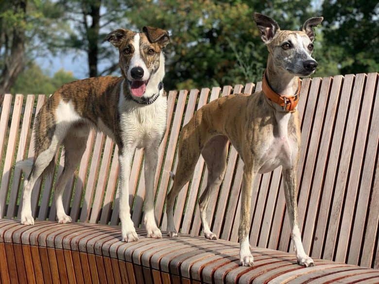 Are Whippets Intelligent