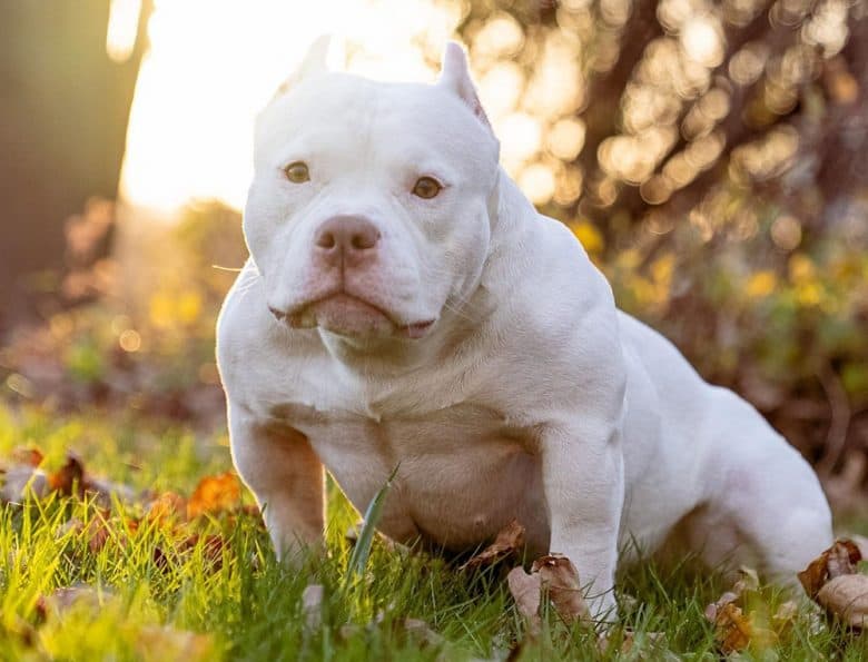 Gorgeous white American Bully dog