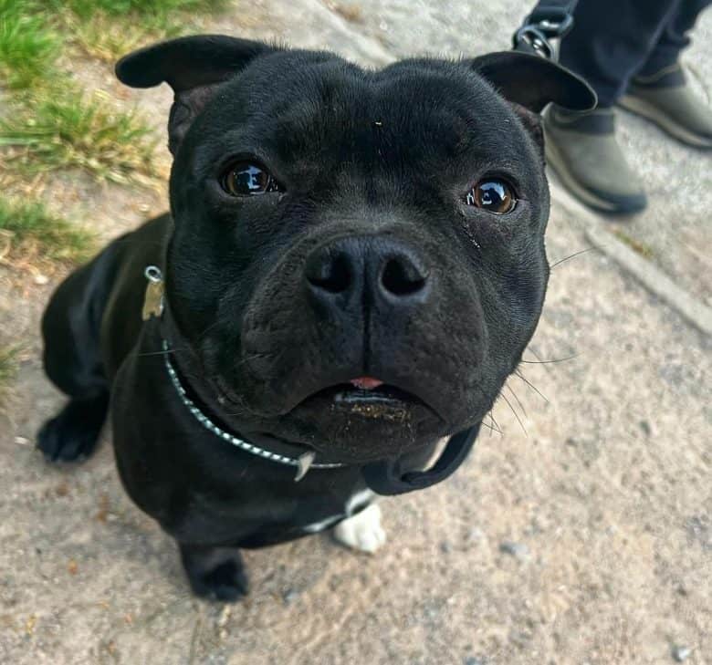 A Black Staffordshire Bull Terrier looking up