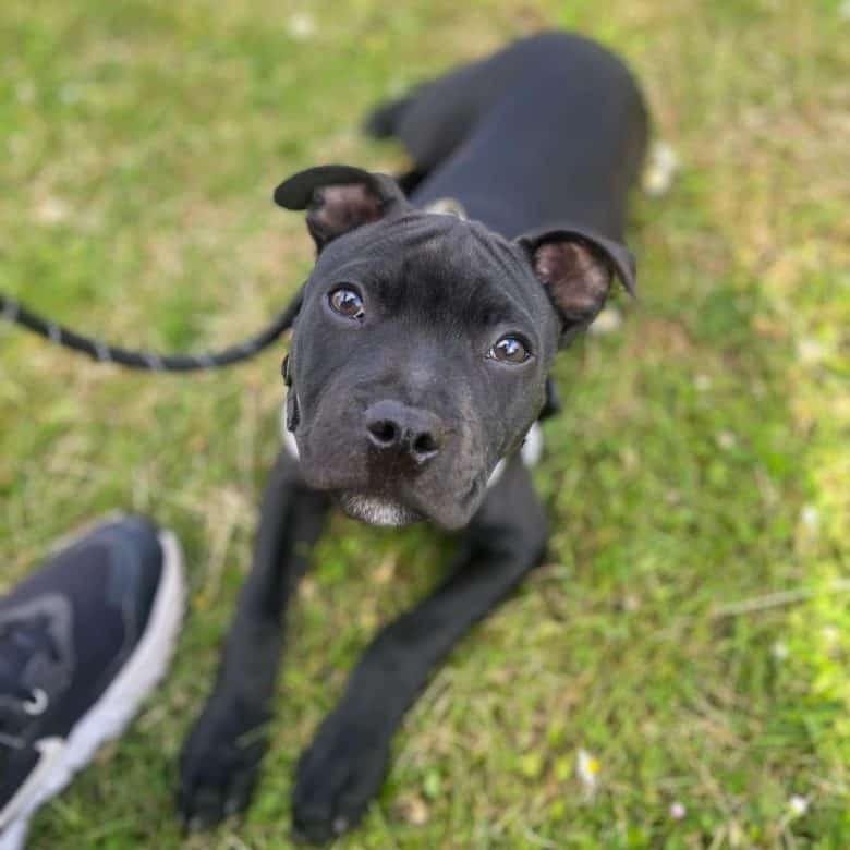 A Black Staffordshire Bull Terrier puppy looking up