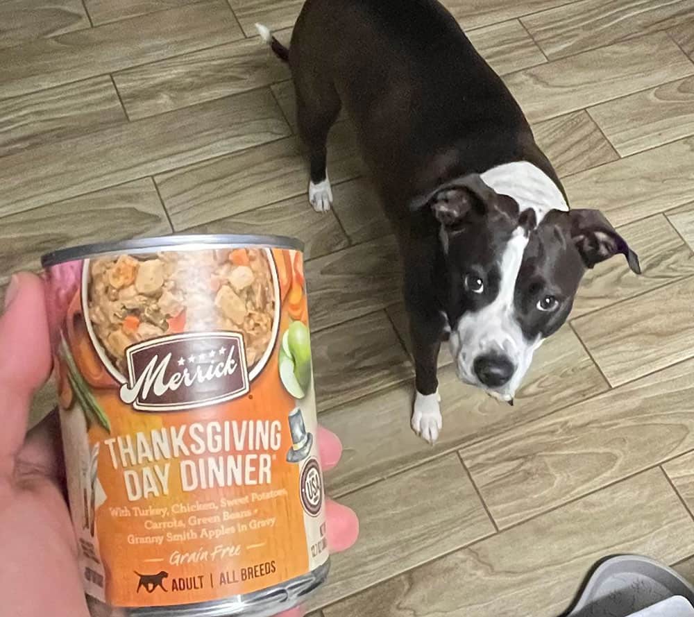 A dog thankful of having a can of Merrick dog food