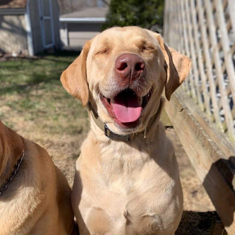 A Dudley Lab smiling with its eyes closed