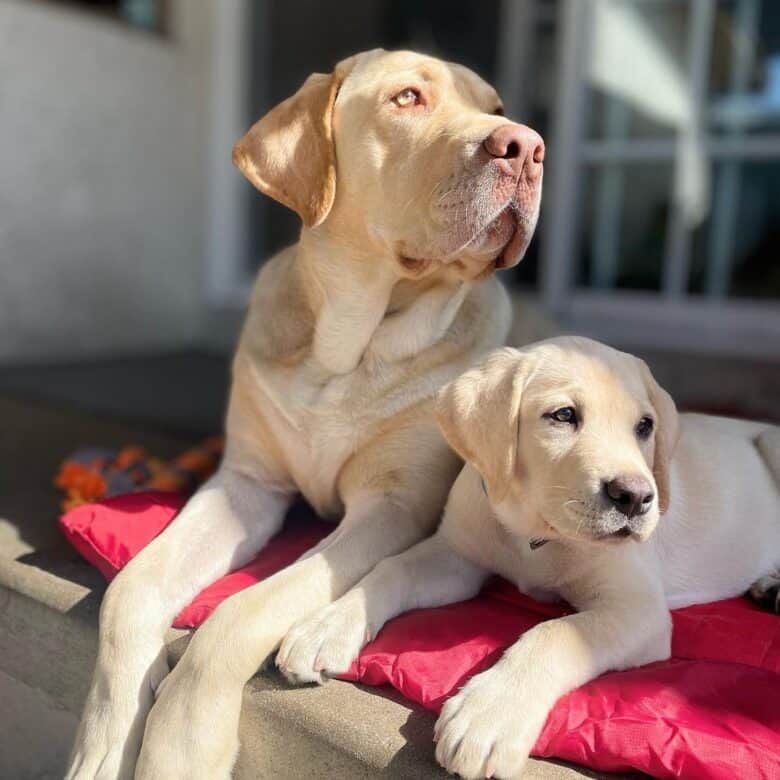 A Dudley Lab with a Yellow Labrador puppy