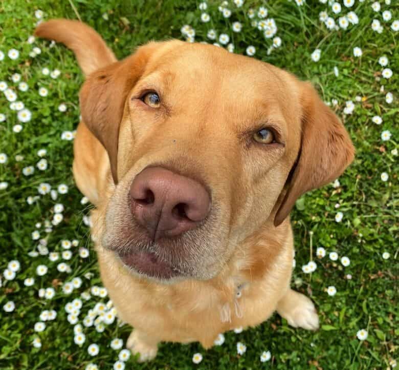 A close-up image of a Dudley Lab