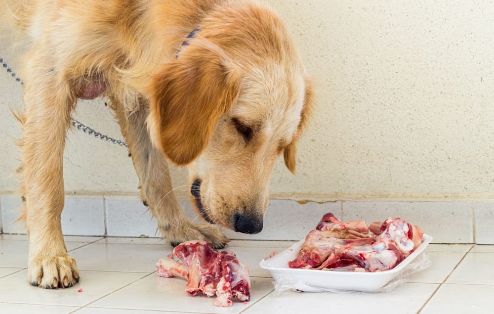 Golden Retriever dog eating lamb bones