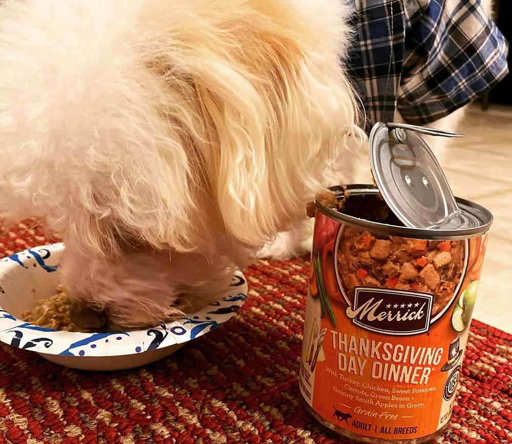 A Maltese dog eating Merrick wet dog food