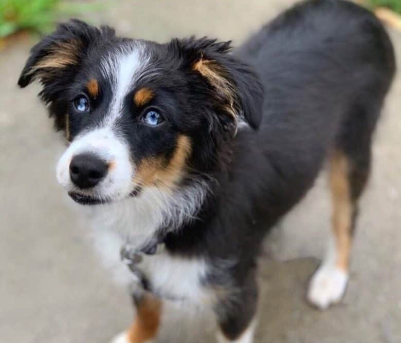 A close-up image of a Toy Australian Shepherd