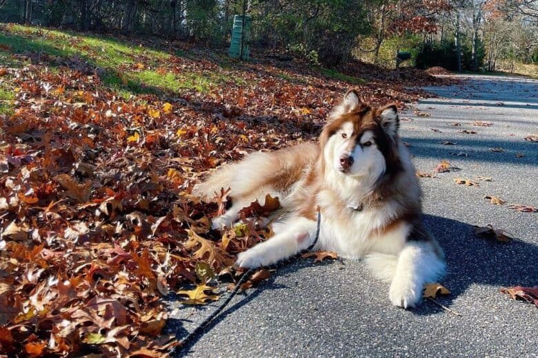 A Wooly Husky lying down next to autumn leaves
