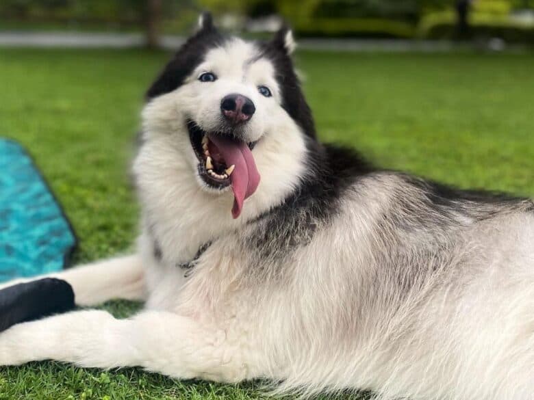 A Wooly Husky lying down and sticking its tongue out