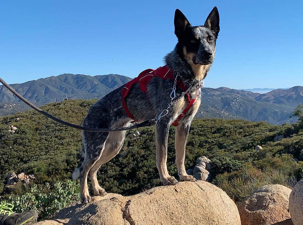 A Cattle Shepherd dog standing on top of the rock during their hike