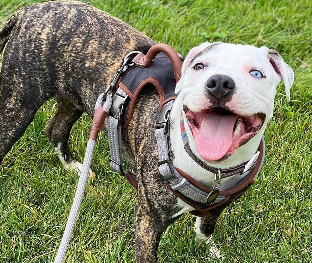 A happy Colby Pitbull dog